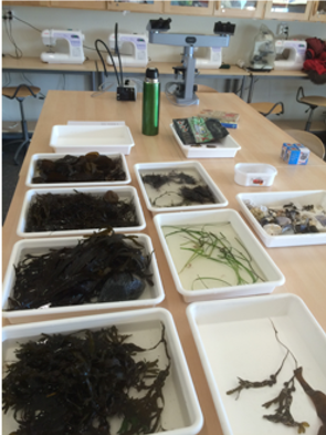 Tång i klassrummet
