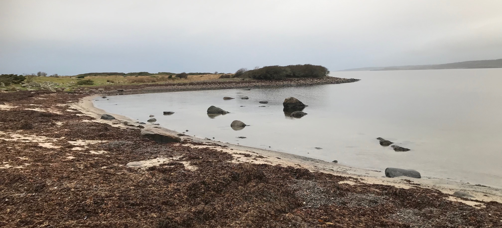 Årnäsuddens naturreservat, tång på stranden