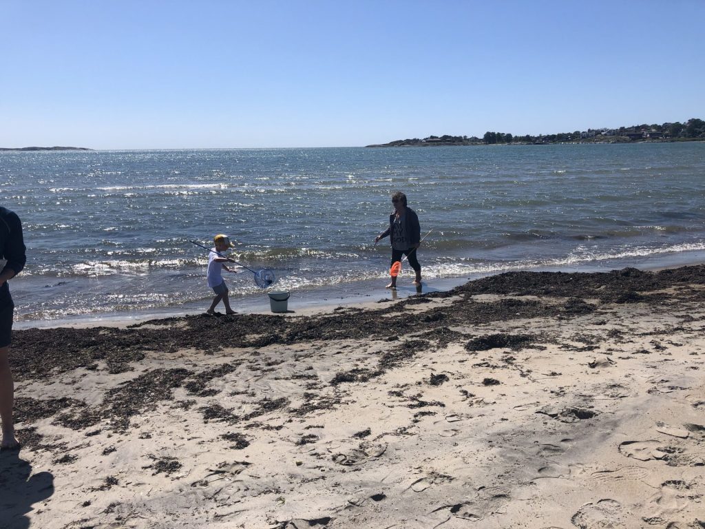 Tångsafari vid havet